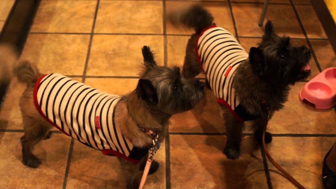 ケアンテリアのはなごん、ご馳走さまに抗議の… ＠焼肉うしすけさん