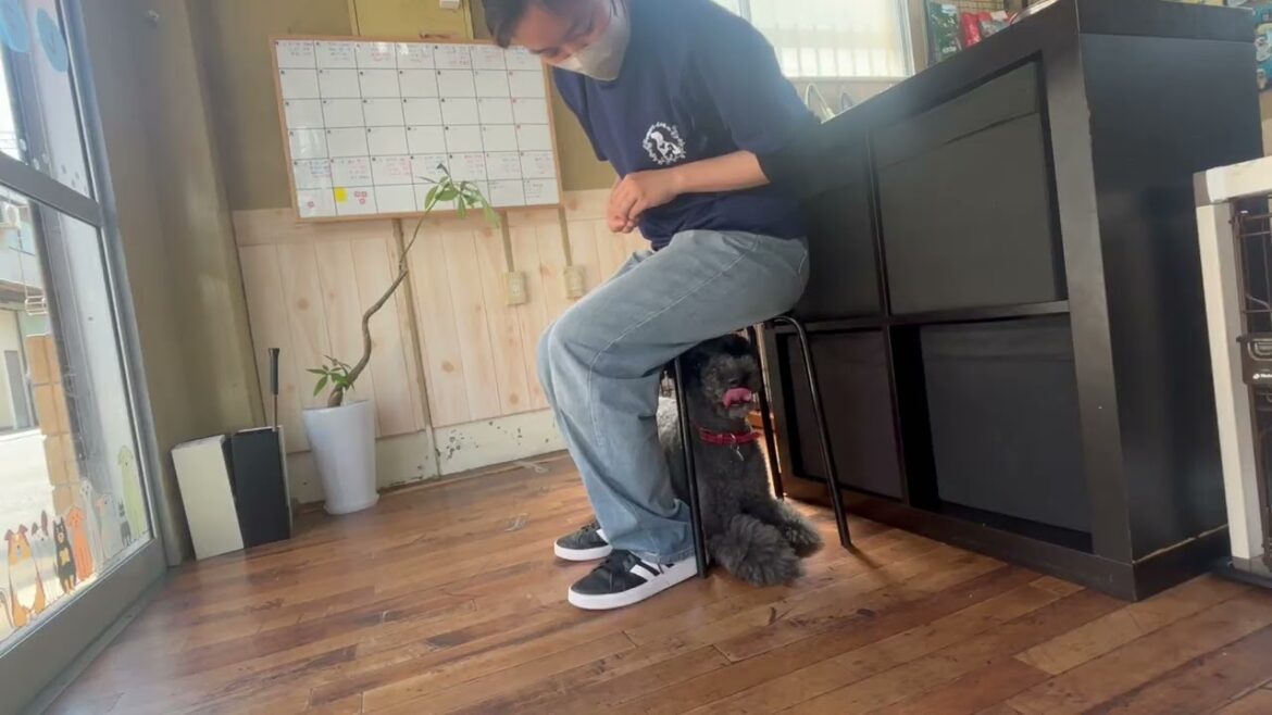 ケリーブルーテリアの”マーフィーくん”と”アンダー”に挑戦！