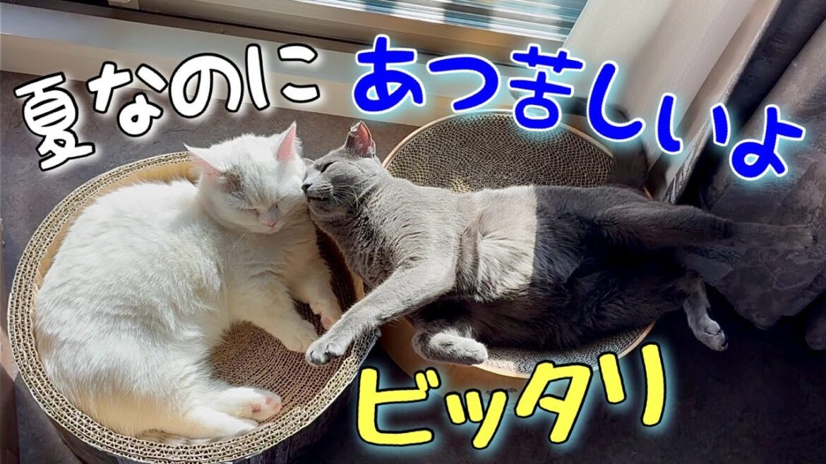 ロシアンブルー | 弟猫のマタタビ解禁でボクも久しぶりに... [Russian Blue cat Kotetsu]