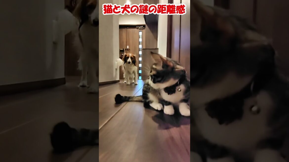猫と犬の謎の距離感 #保護猫 #コーイケルホンディエ