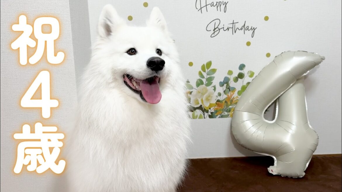 【祝4歳】誕生日ケーキを爆食して新しいおもちゃで爆遊びしてくれる姿がかわいすぎました！