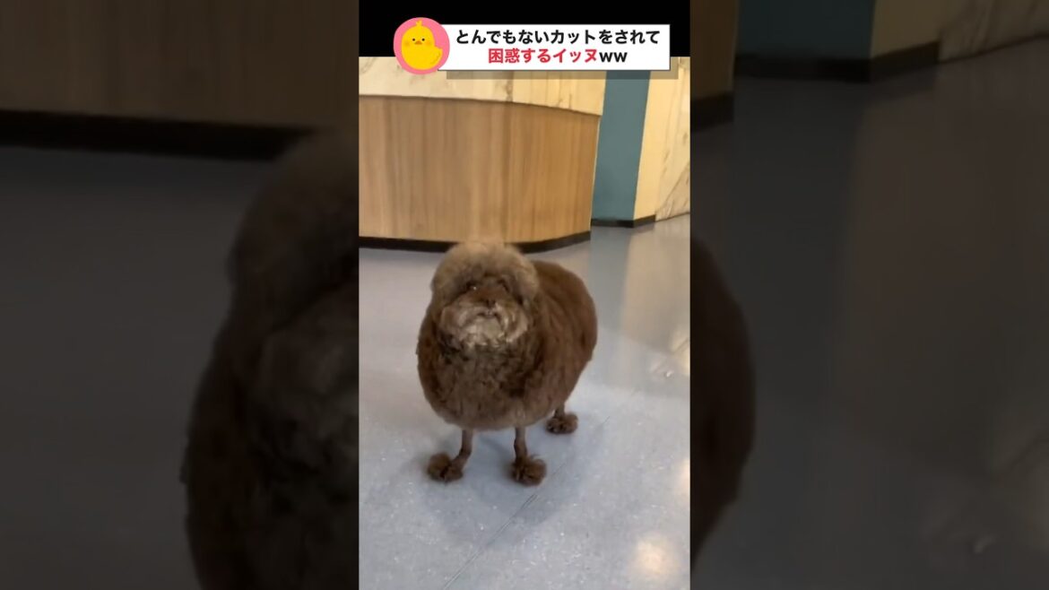 【悲報】トイプードルさん、とんでもないカットにされてしまう #おもしろ動物動画 #かわいい犬動画 #癒し