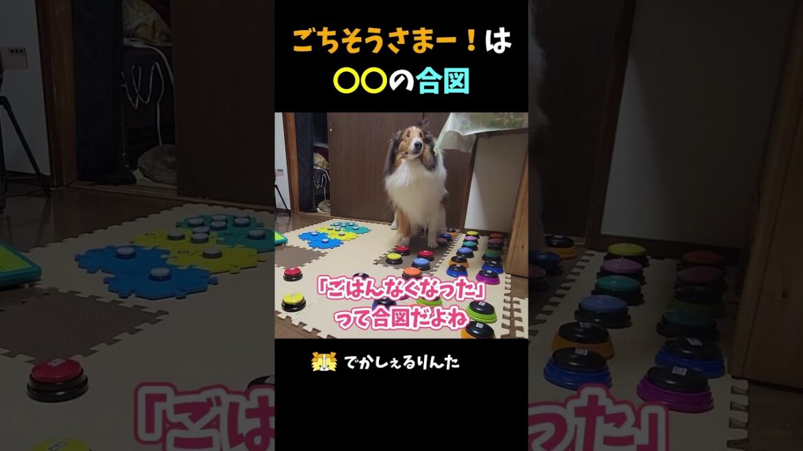 ごちそうさまー！は〇〇の合図【会話ボタンでしゃべる犬】 #shorts #犬