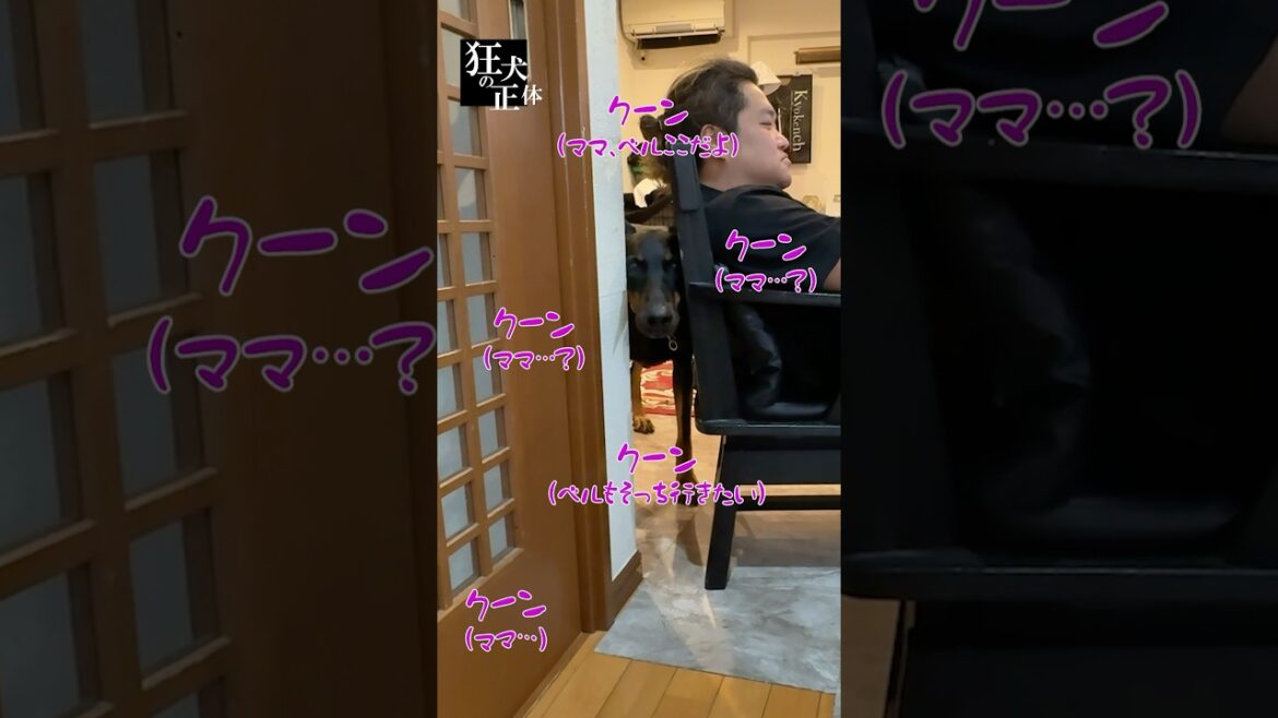 大好きなママと離れ離れになってしまったドーベルマン