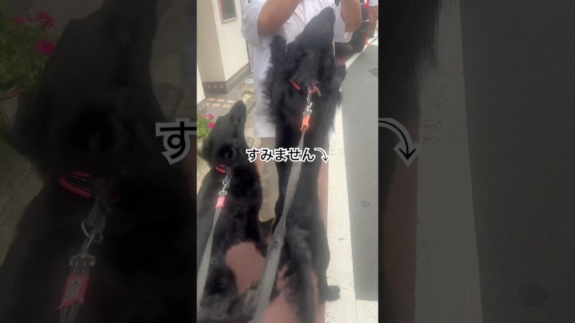 お行儀悪くすみません#flatcoatedretriever #フラットコーテッドレトリバー #お行儀