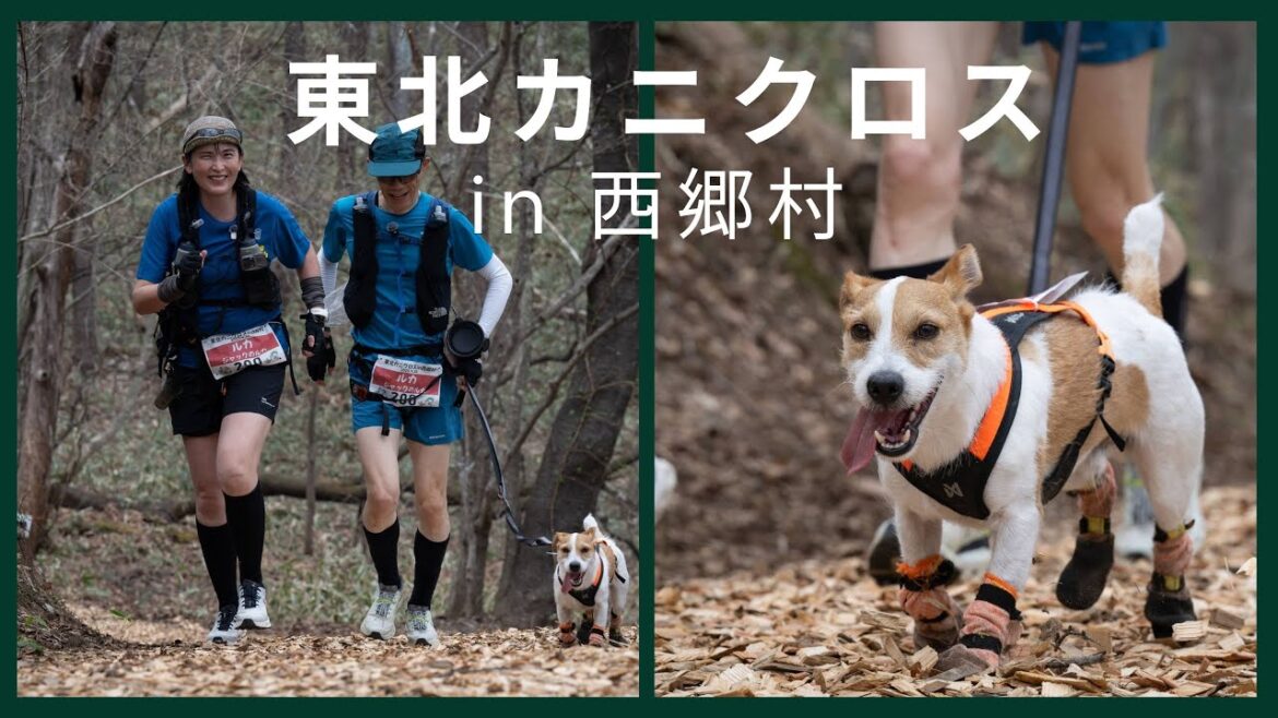 【犬と走る山の冒険】LUCAと東北カニクロス in 西郷村に挑戦！ジャックラッセルと10kmトレラン！