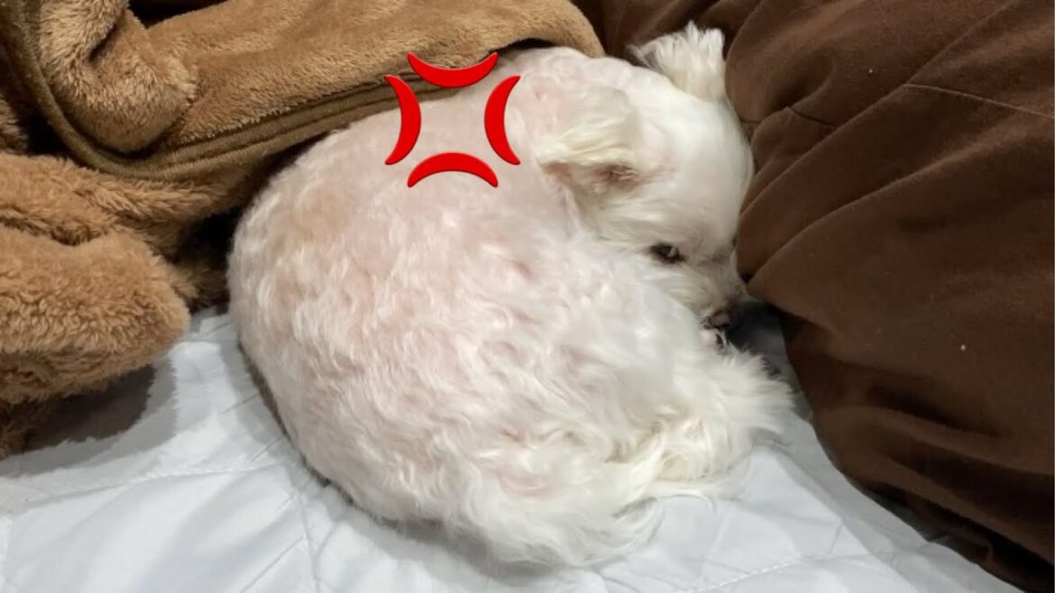 まだ眠い愛犬を起こしたら凄い形相で睨まれてしまいました