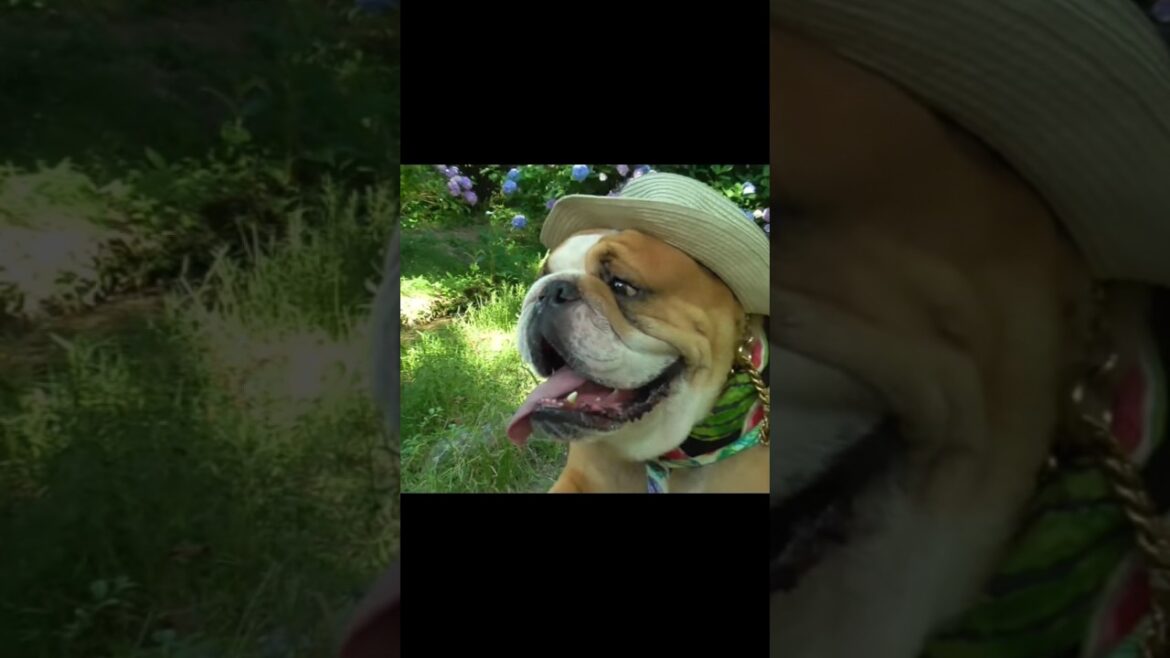 長編「ブルドッグのバウムと紫陽花」の#shorts 全編へつづく #bulldog  #ブルドッグ  #紫陽花