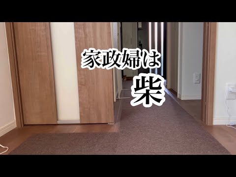 柴犬と人間の芝居「家政婦は柴」 #柴犬 #柴犬とん 柴犬と人間の芝居「家政婦は柴」 #柴犬 #柴犬とん