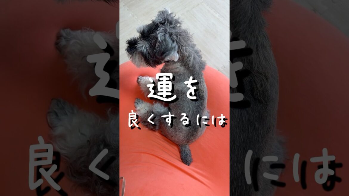 【ミニチュアシュナウザー】運を良くするには⁉️#運気を上げる #心の支え #ミニシュナ部 #ミニチュアシュナウザー #ミニシュナ #犬好きさんと繋がりたい #福岡犬民 #犬のいる生活 #オリジナル曲