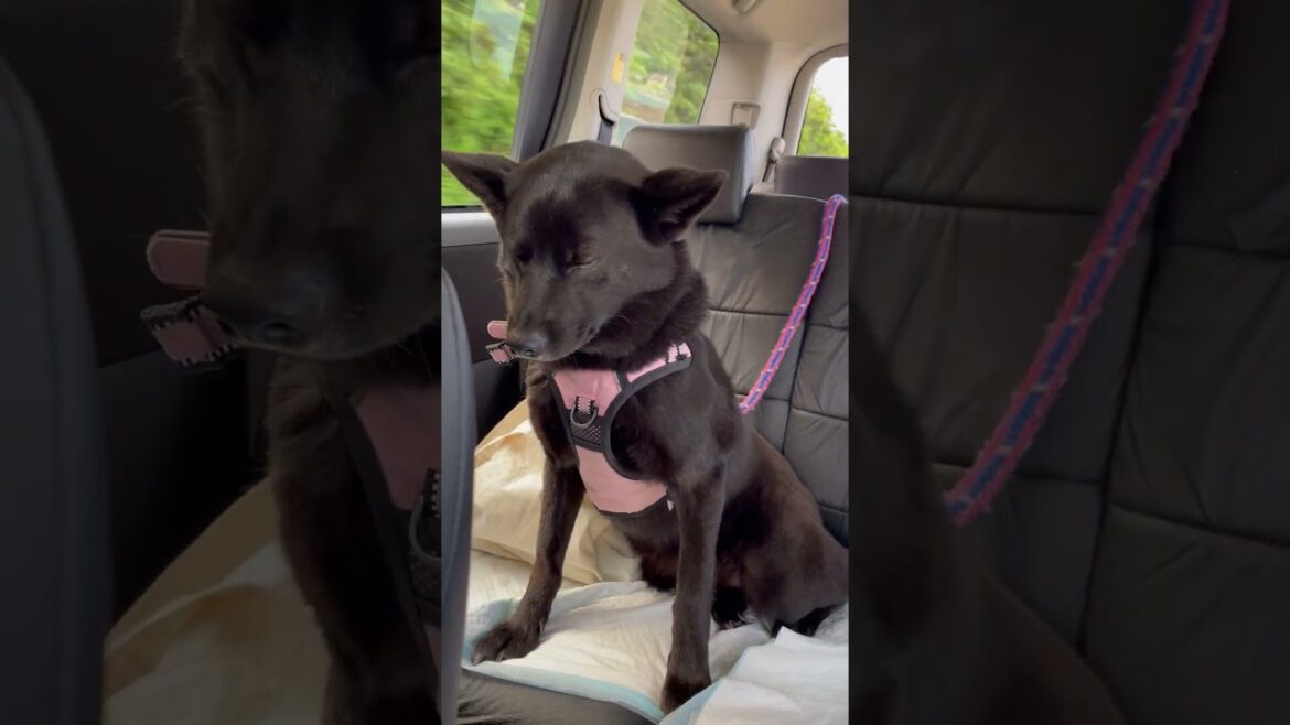 ワンコ友達と遊んだ帰り道 #甲斐犬 ワンコ友達と遊んだ帰り道 #甲斐犬