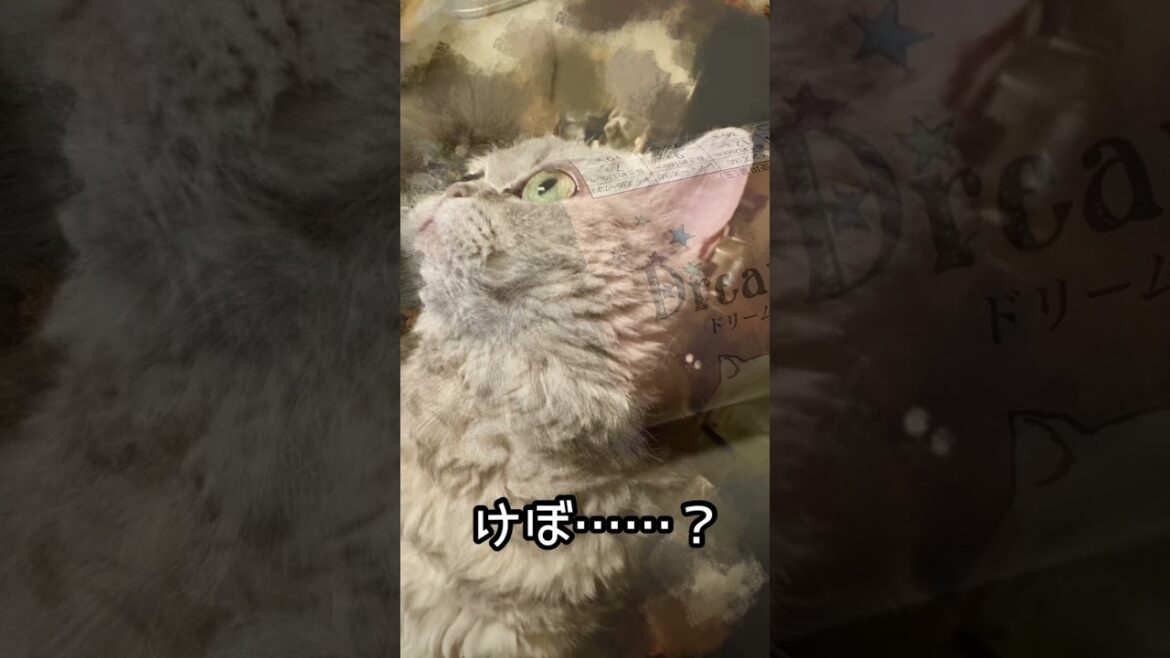 このセリアの毛糸、うちの『けぼ』(セルカークレックス)に似てる……  #セリア #毛糸 #編み物にハマってる