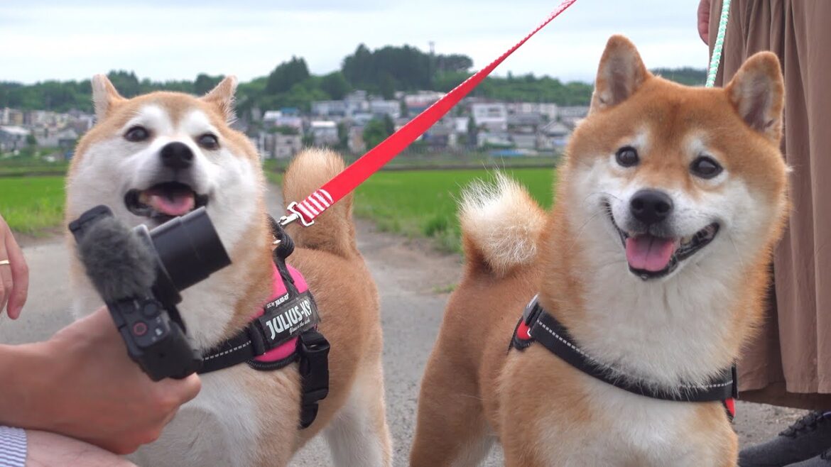 飼い主が入院中で落ち込む柴犬。思わぬサプライズで笑顔に変わる瞬間。