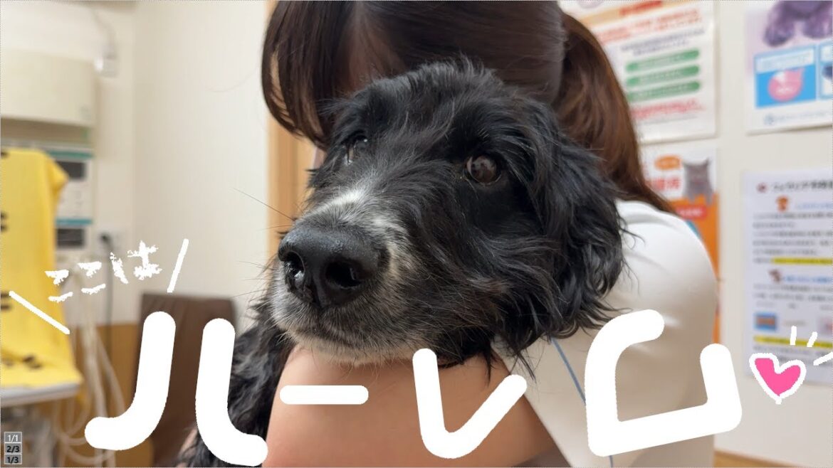 大嫌いな爪切りを先生の暗示で乗り切ったイングリッシュコッカースパニエル