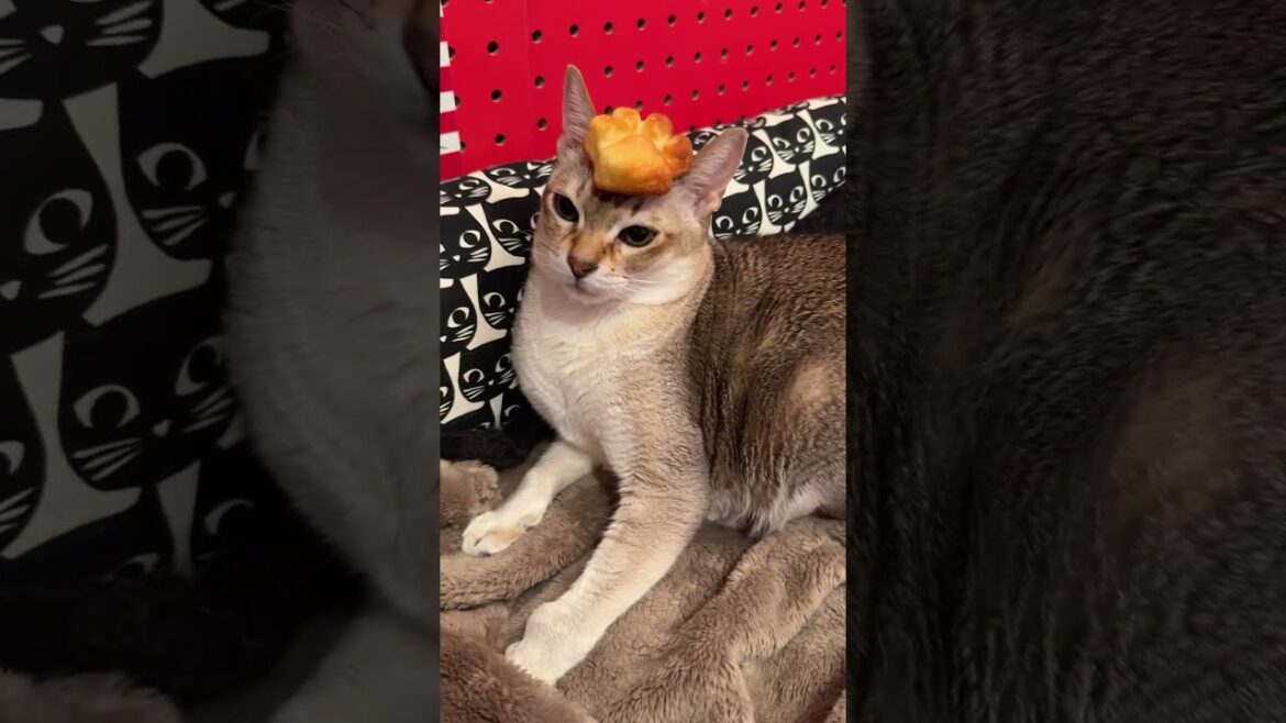 ワンコさんじゃないのでおやつキャッチは無理なシンガプーラなのにゃ♪ #cat #シンガプーラ#singapura