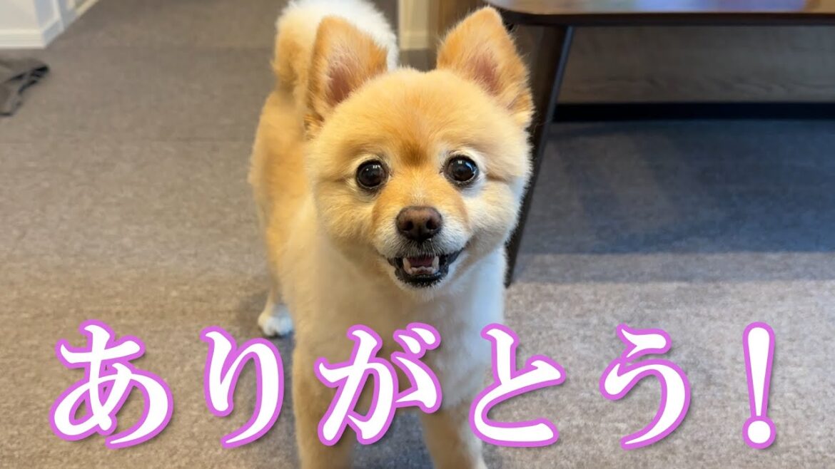 視聴者の皆様、ありがとうございました！
