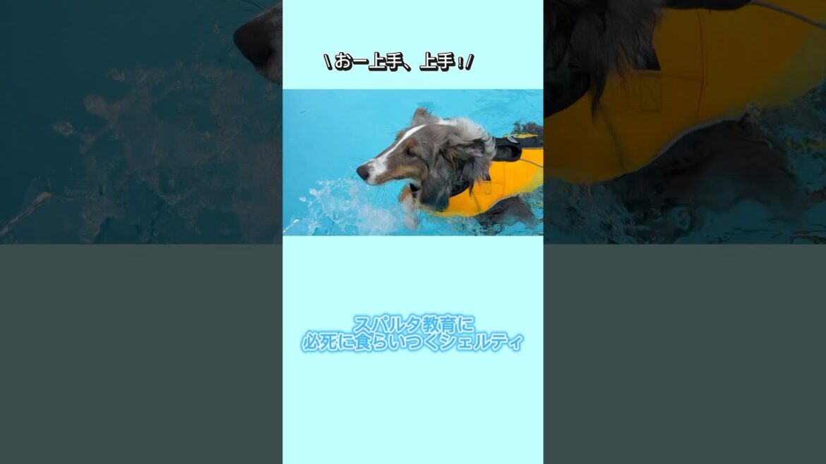 はじめてのプールなのにスパルタ教育を受けるシェルティ7ヶ月　#cutedog #sheltie #シェルティ #swimming #dogpool #shorts