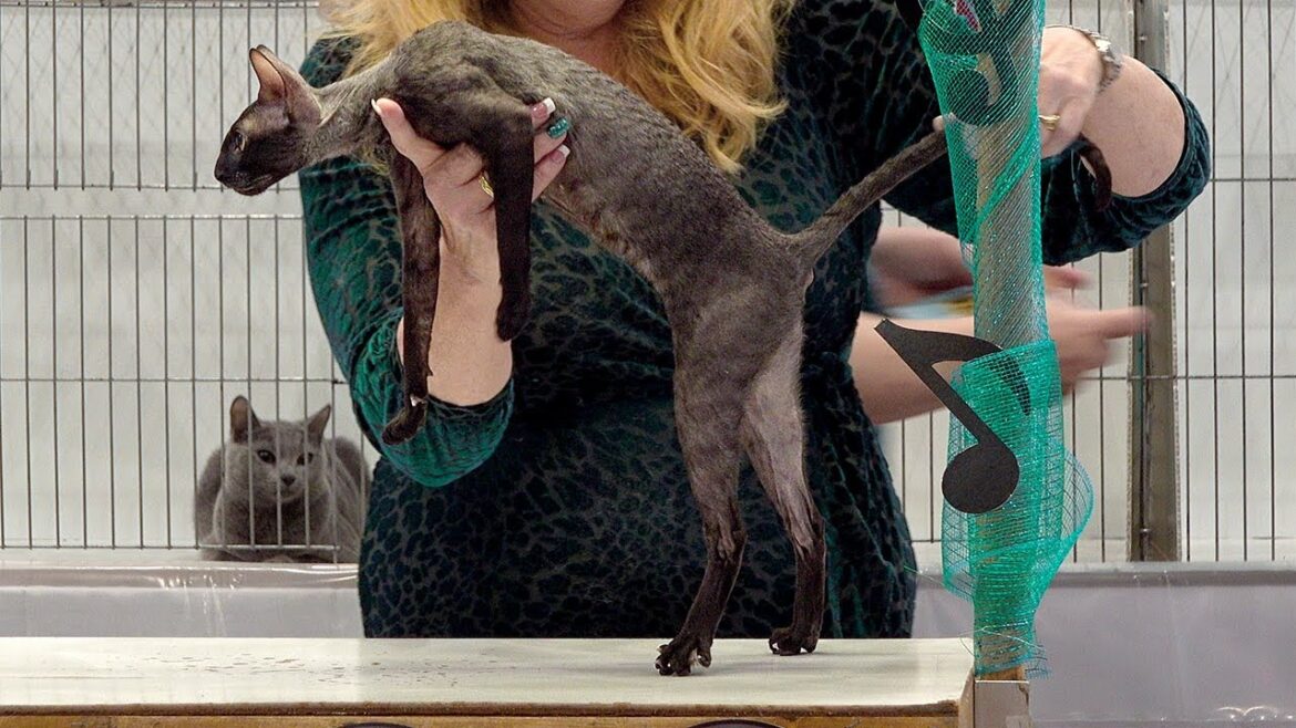 CFA International Show 2019 - Cornish Rex Kitten Class Judging