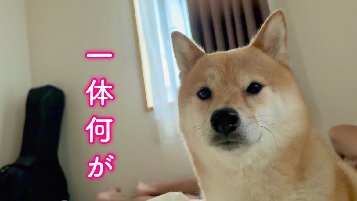 早朝から何かに怯え飼い主を叩き起こし何かを訴える柴犬… 早朝から何かに怯え飼い主を叩き起こし何かを訴える柴犬…