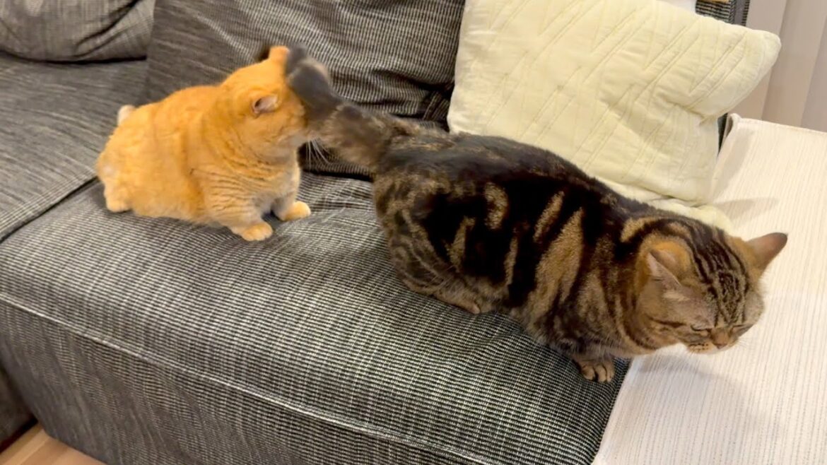 不意打ちの往復ビンタ、、、