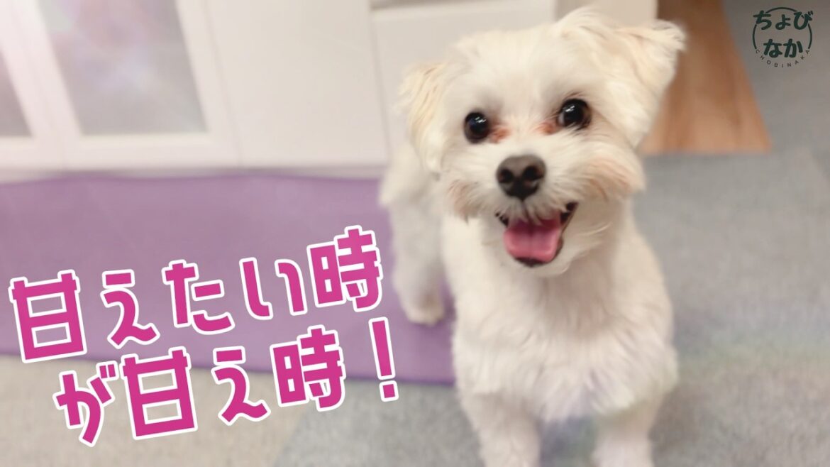 【不安分離症？】いつもおそばに！甘えん坊の過ごし方♯113