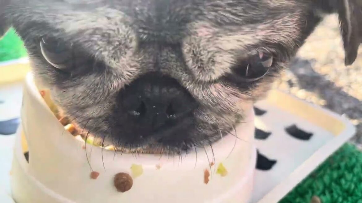 2025/6/25パグのマリアさん。Pug  Maria. 2025/6/25パグのマリアさん。Pug  Maria.