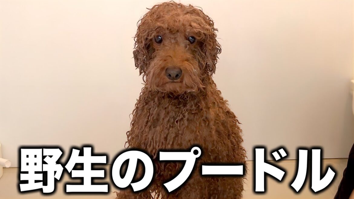 野生のプードルはこんなにも逞しい顔をしているのです。