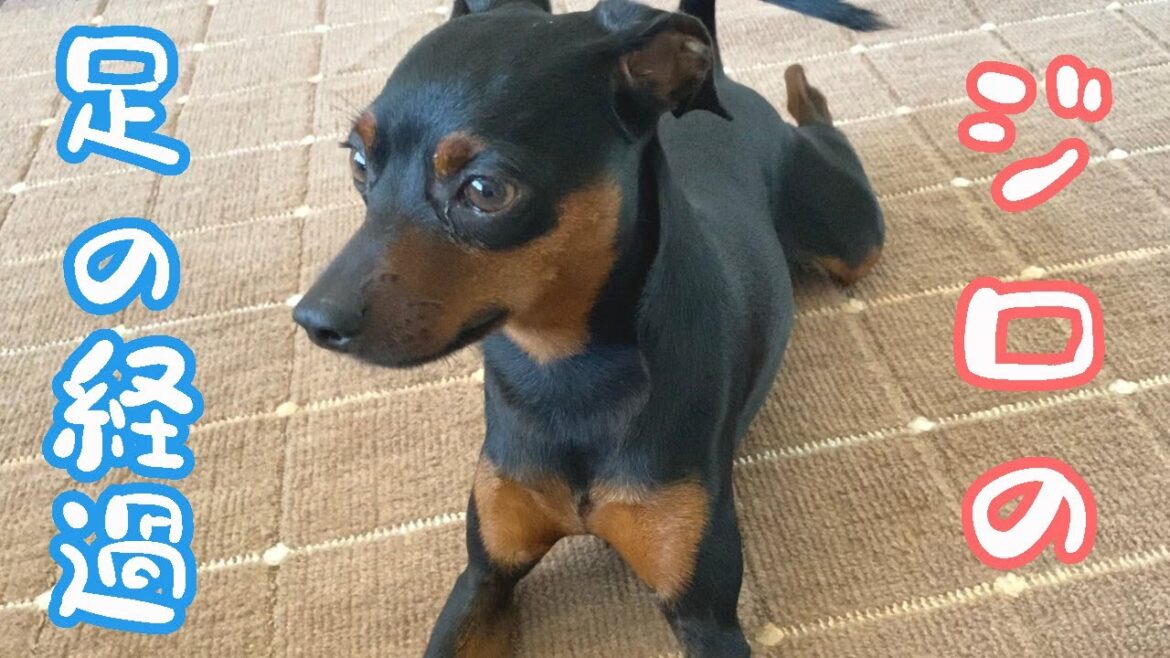 ジロの足の怪我の経過報告です【ミニピン】【ミニチュアピンシャー】