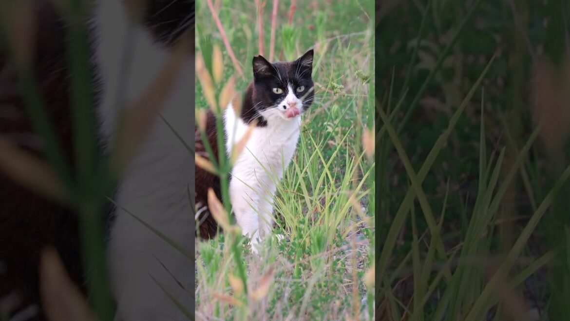 群れから離れ、ひとりになった猫
