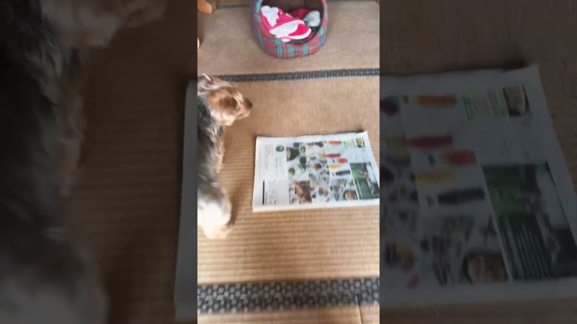 お肉大好きヨーキー￼#ヨークシャーテリア