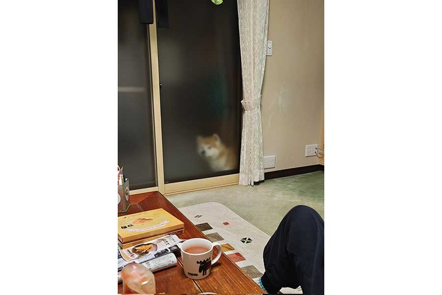 部屋の中を見ていたむう太くん【写真提供：とある秋田犬のムック（@ike_mukku）さん】