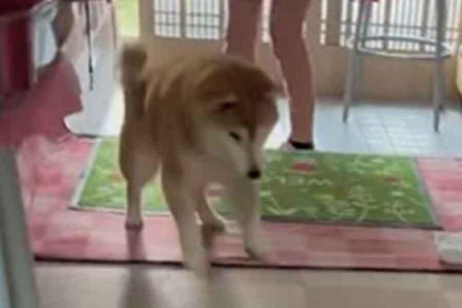 散歩から帰ってきて走り出すももちゃん（画像はスクリーンショット）