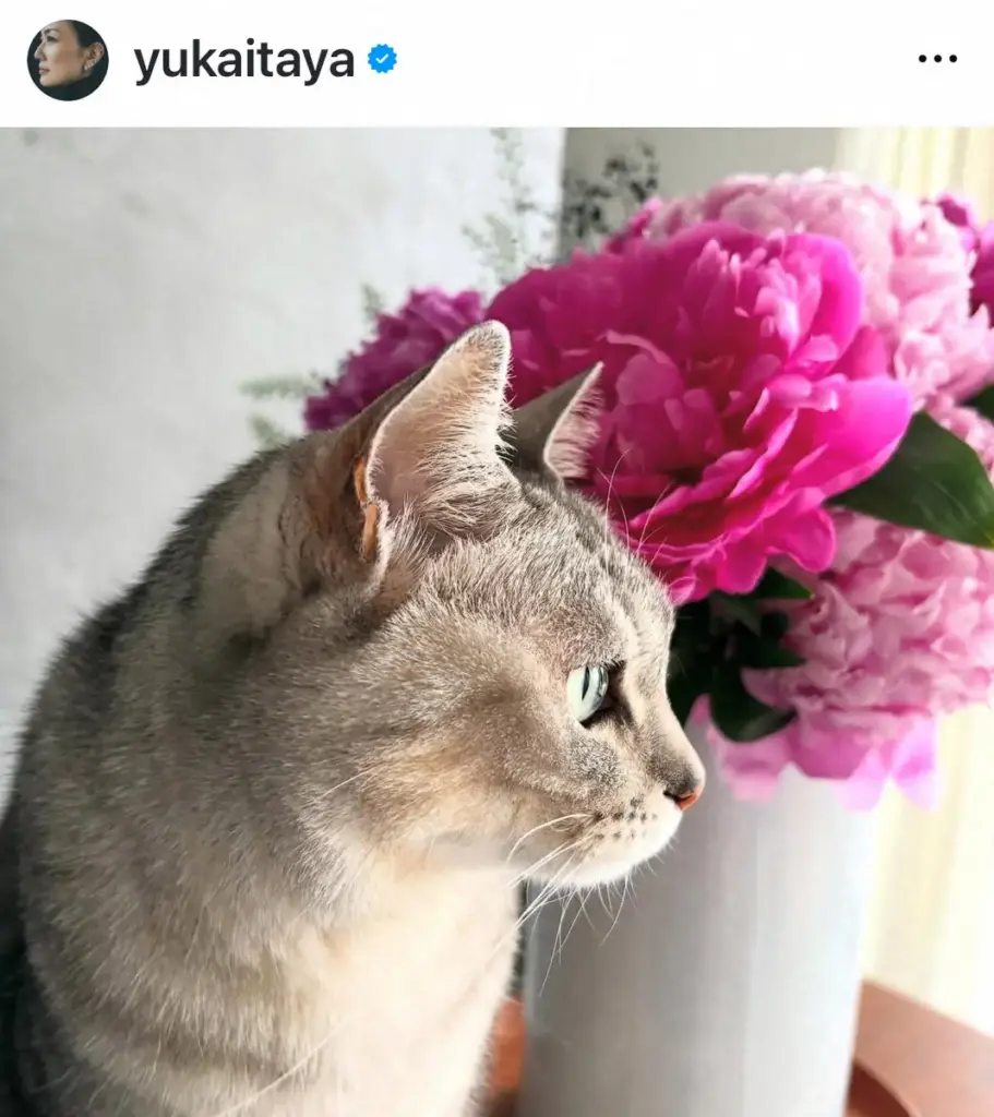 事務所独立の板谷由夏　愛猫の写真で“決意”表明「みなさま、感謝です。中年、まだまだ頑張るぜ」 - スポニチ Sponichi Annex 芸能