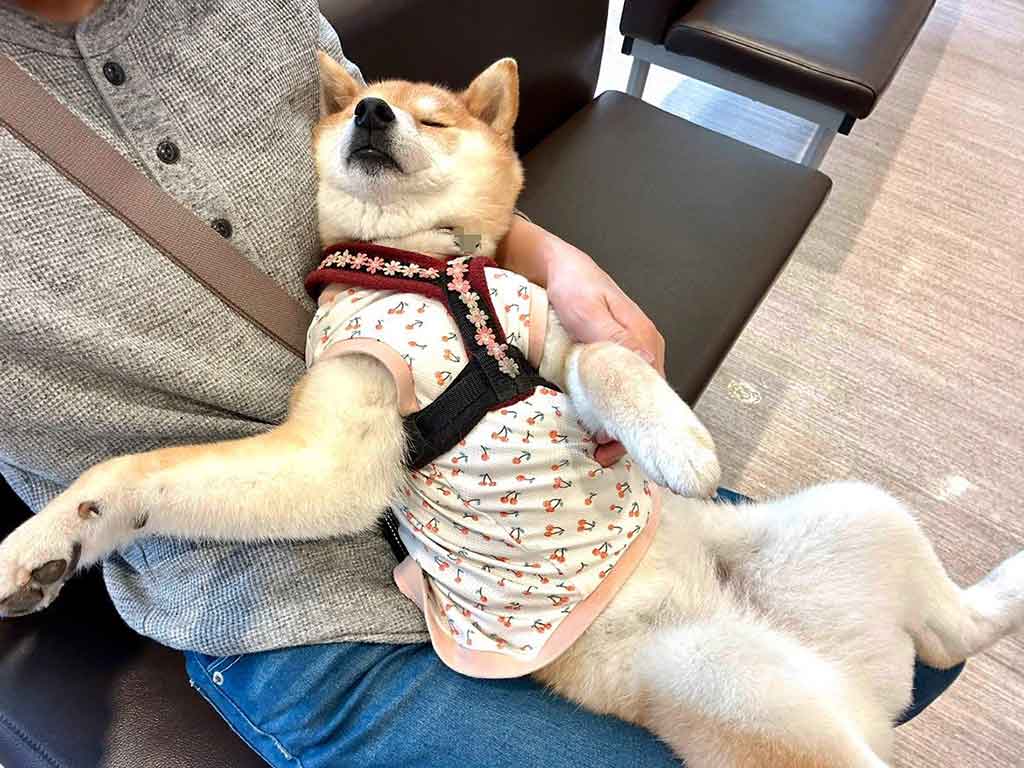 リラックスした様子で飼い主さんに身を預けるタップちゃん【写真提供：☆柴犬タップ☆（@tapzou1115）さん】
