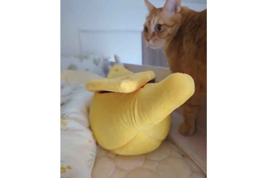 バナナ型のベッドが気になる茶トラねこ（画像はスクリーンショット）