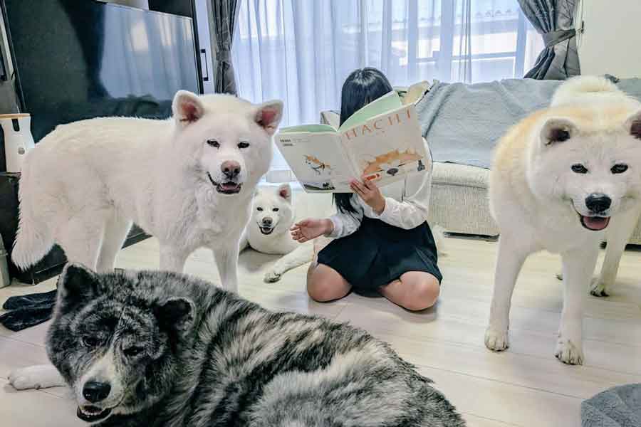 次女が絵本を読む隣で、一斉にカメラを見る秋田犬たち。手前から時計回りに、だいちくん、こゆきちゃん、カナちゃん、クルミちゃん【写真提供：秋田犬こゆきと愉快な仲間達（@kodomo4dog5）さん】