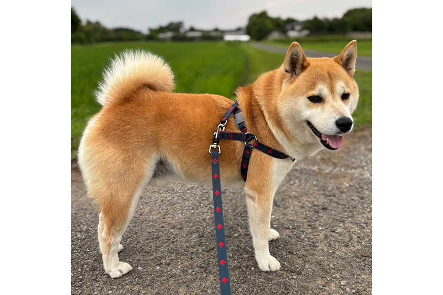 散歩中に笑顔を見せる、柴犬のさすけくん【写真提供：さすけ 千葉犬民（@hana66679325）さん】