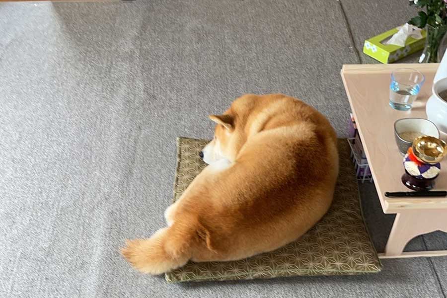 おじいちゃんの祭壇に寄り添うさすけくん【写真提供：さすけ 千葉犬民（@hana66679325）さん】