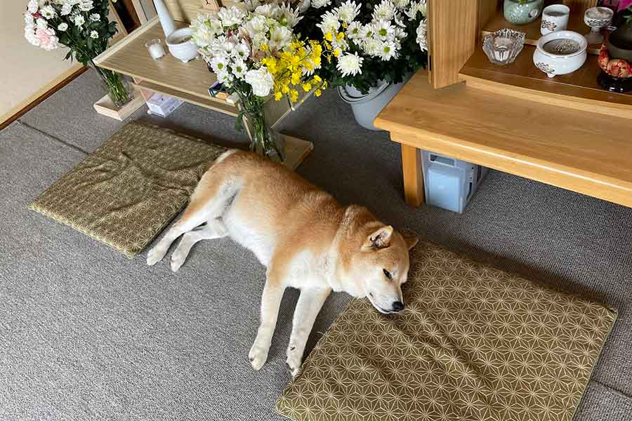 仏壇と祭壇の間に寝そべるさすけくん【写真提供：さすけ 千葉犬民（@hana66679325）さん】