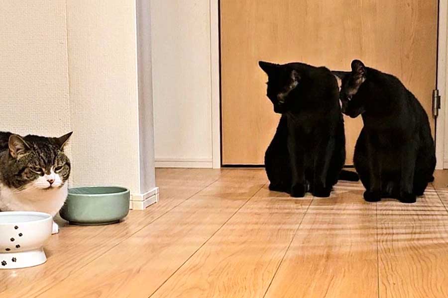 不機嫌な様子のはっぴちゃん（左）と、気を遣うタックくんとクックくん【写真提供：かりとん（@kariton28mhy25）さん】