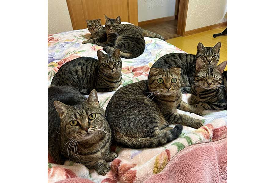 飼い主さんのおうちで暮らす7匹のねこたち【写真提供：はると（@tomeji1106）さん】