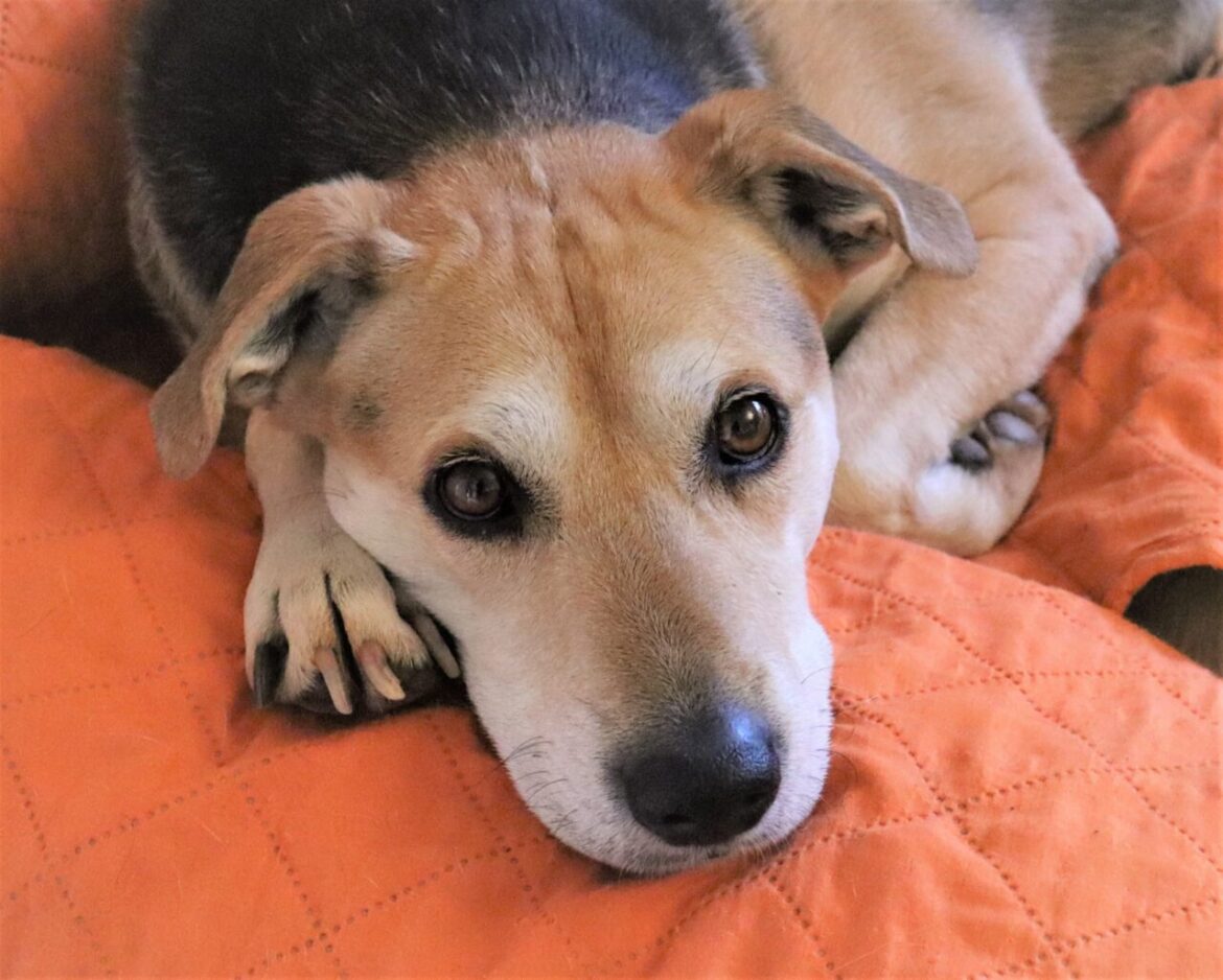 【大阪市城東区】蒲生四丁目駅近くに『犬の総合施設 BLISS total dog salon』がオープンしました。 犬イメージ