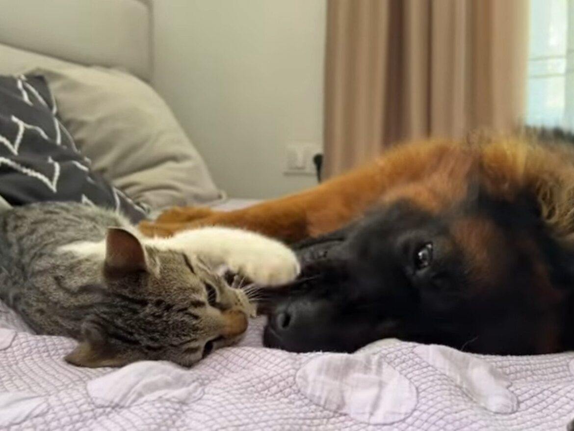 犬「かわいいパンチは効かないワン！」 やんちゃな子猫＆シェパード犬の“親子すぎる”じゃれ合いに大反響 | オトナンサー