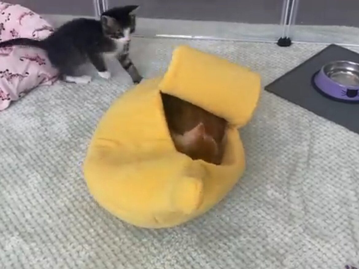 バナナ型ベッドを巡る「茶毛vs黒毛」子猫たちのバトル勃発！→結末がほっこりすぎて「癒やされる…」 | オトナンサー