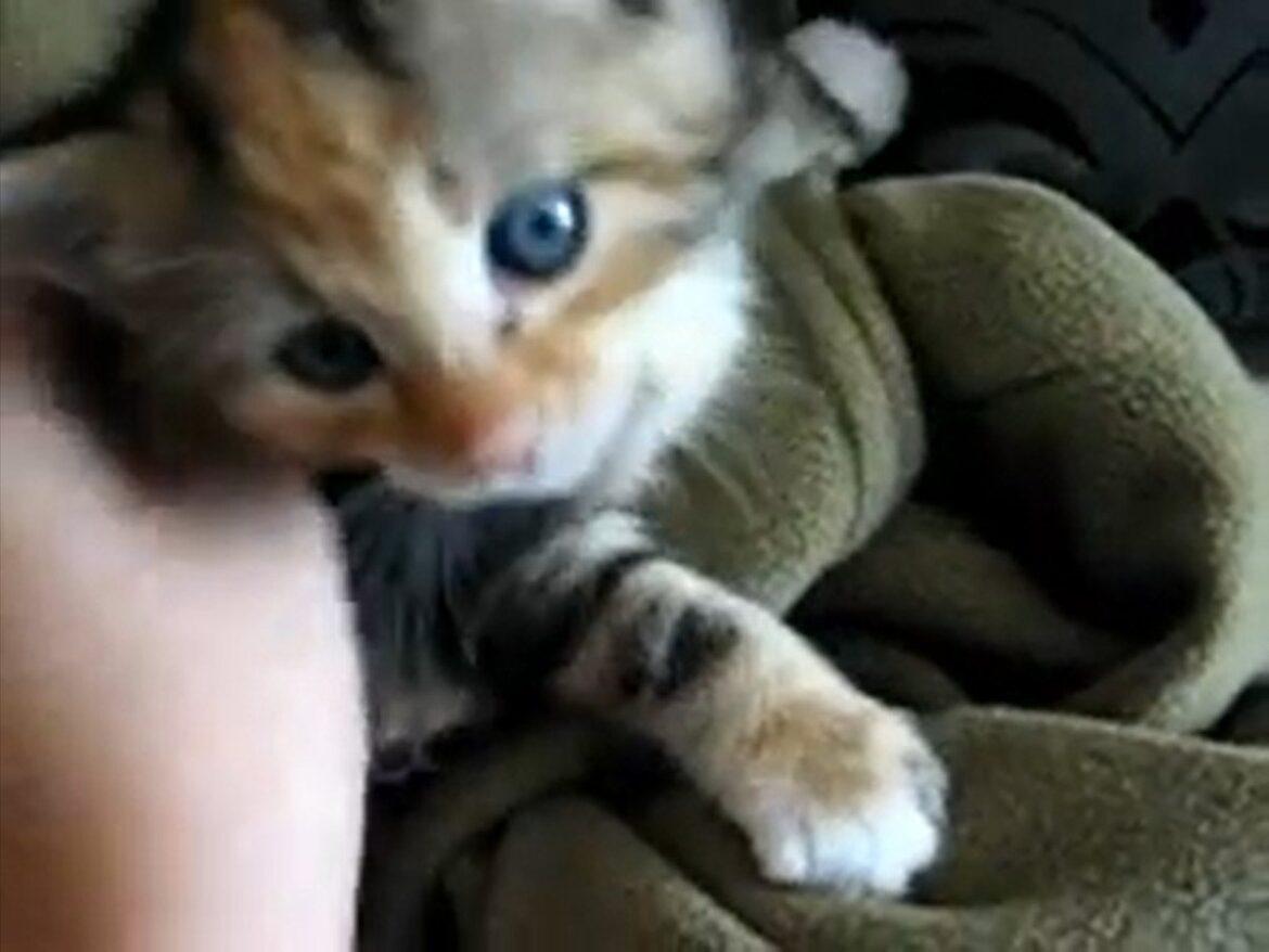 飼い主「起きて」子猫「起きたニャ」 スヤスヤ→お目覚め→すぐ甘える子猫の“寝起き密着動画”に大反響「かわいらしい…！」 - オトナンサー