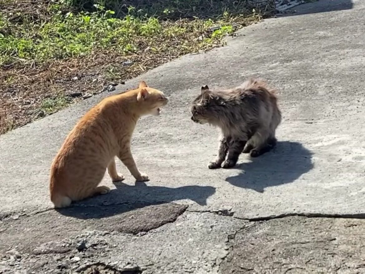 「さすがに草」「かわいいw」 猫2匹のプライドをかけたケンカ勃発→まさかすぎる“結末”に視聴者爆笑 | オトナンサー