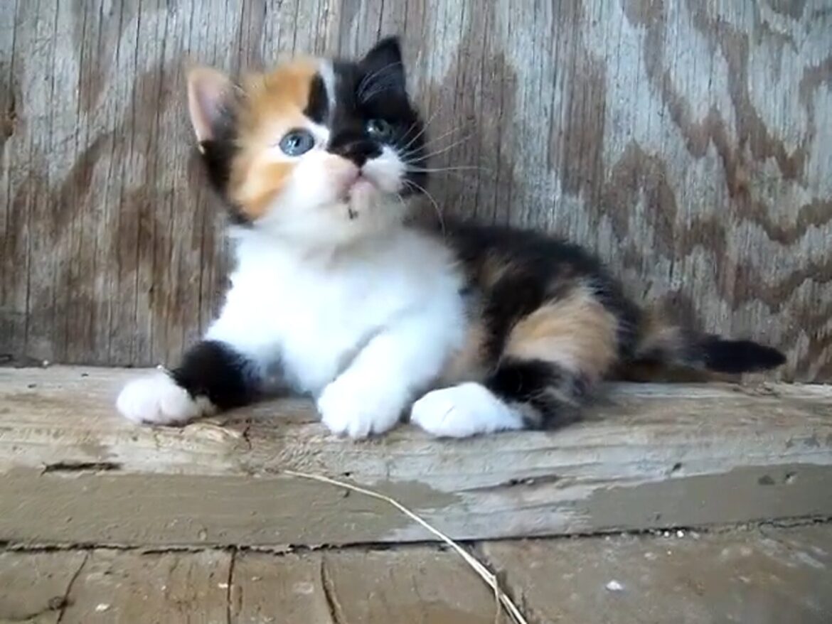 「世界一かわいい！」の声が集まった【マンチカン三毛】の子猫→遊ぶ姿が「信じられないほど天使」だった | オトナンサー