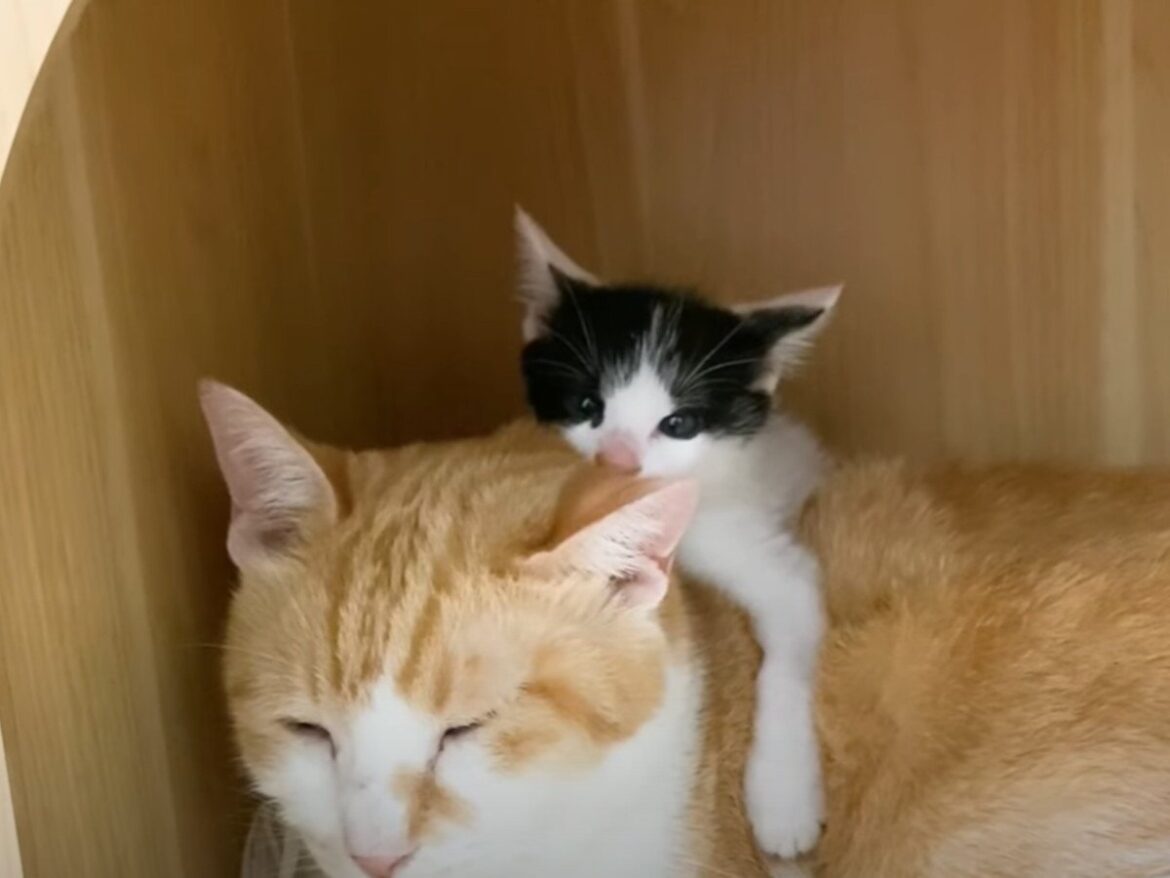 耳をパクッ→そのまま寝落ち！？ おねむの子猫に“神対応”する茶トラ猫に絶賛の声「もう仏」「尊すぎる！」 | オトナンサー