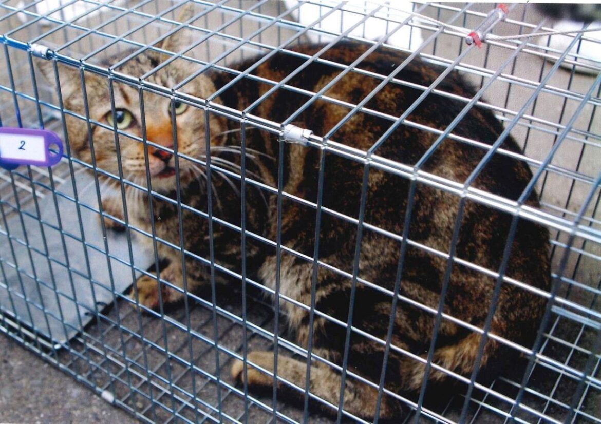 保護された猫（岡山中央署提供）