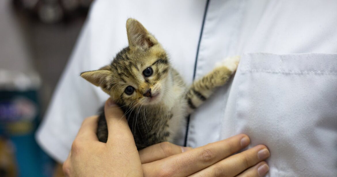 トルコのニュース番組が生放送で里親募集。スタジオで生まれた子猫たちの家族探しに世界が癒やされる | ハフポスト WORLD
